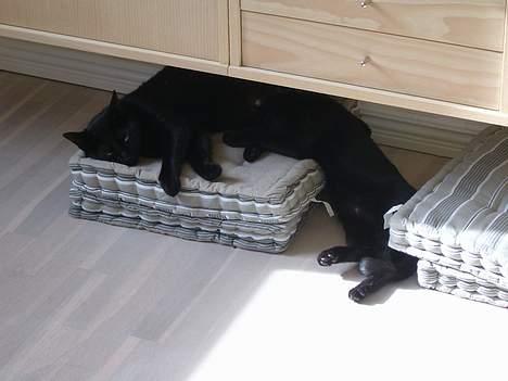 Huskat BeeBee - Beebee og Solo der nyder sommervarmen - Juli 2006 billede 5