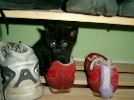 Blanding af racer Solo  - Her er jeg 4 uger gammel - Maj 2006  billede 1