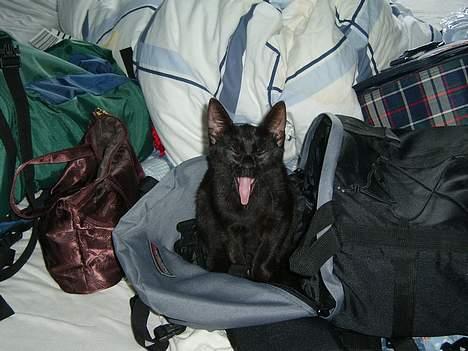 Blanding af racer Solo  - Jeg er såå træt.... - Juli 2006 billede 2