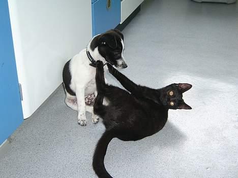 Blanding af racer Solo  - Vil du lege Misty - August 2006 billede 3