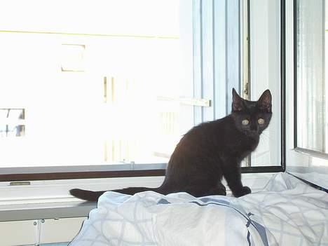 Blanding af racer Solo  - Må jeg gerne hoppe ud på altanen her fra?? - August 2006  billede 4