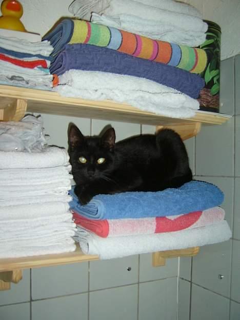 Blanding af racer Solo  - Her er dejlig blødt - December 2006 billede 5