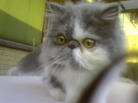 Perser Chucky billede 1