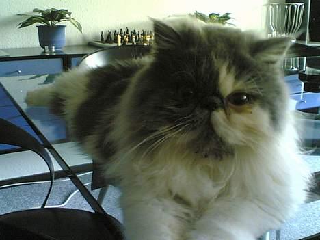 Perser Chucky billede 2