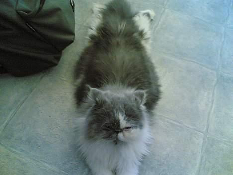 Perser Chucky billede 3