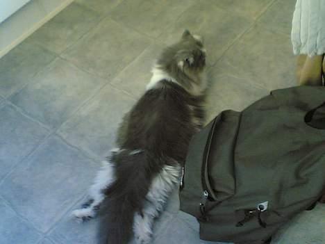 Perser Chucky billede 4