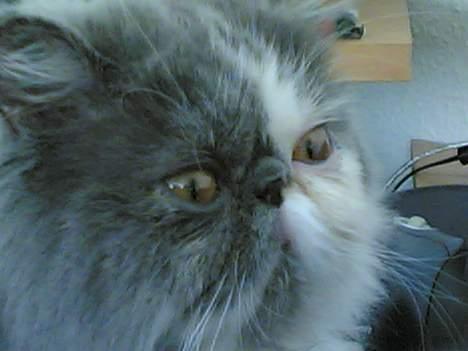 Perser Chucky billede 5