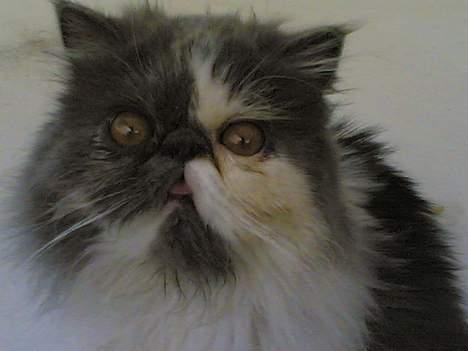 Perser Chucky billede 6