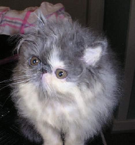 Perser Chucky billede 7