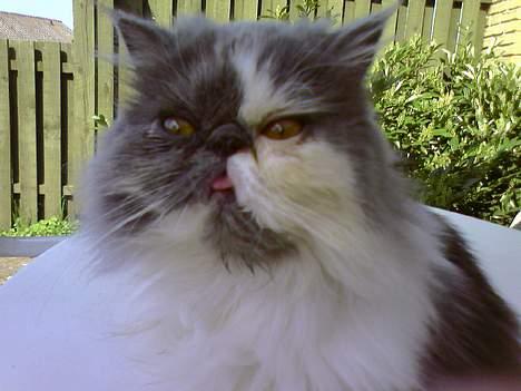 Perser Chucky billede 8