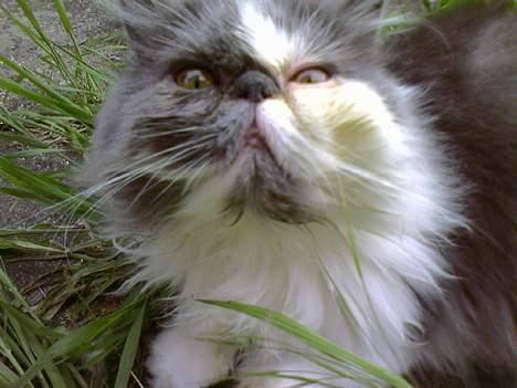 Perser Chucky billede 9