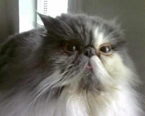 Perser Chucky billede 10