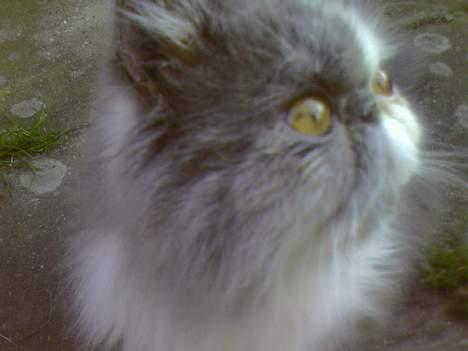 Perser Chucky billede 11