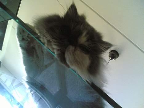 Perser Chucky billede 12