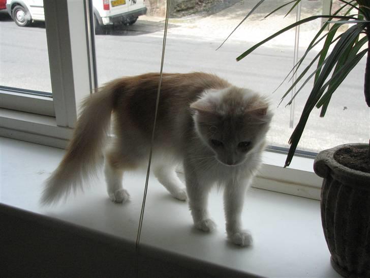 Norsk Skovkat RavneRocks Elinor - Nyt:   Hvor er du Tante.. billede 2