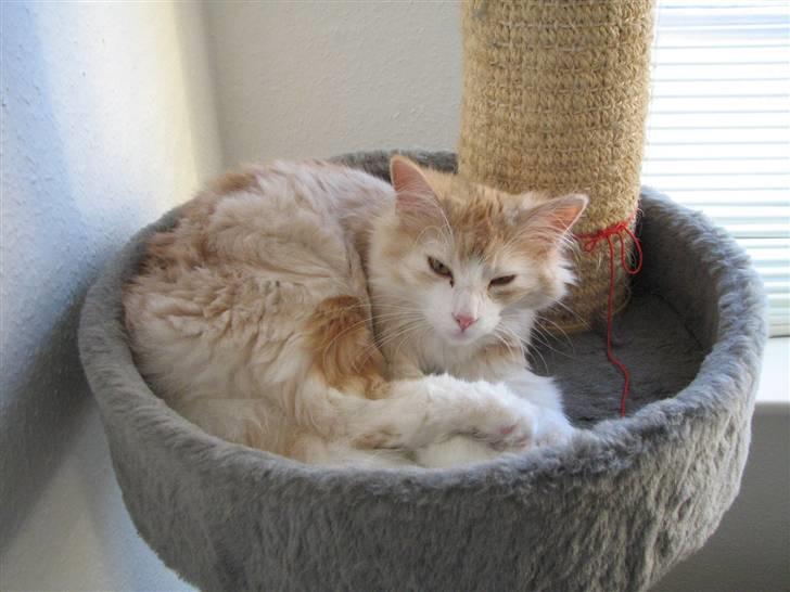 Norsk Skovkat RavneRocks Elinor - Nyt: billede 3