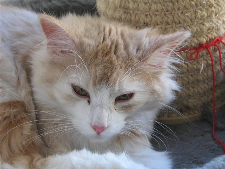 Norsk Skovkat RavneRocks Elinor - Nyt: billede 4