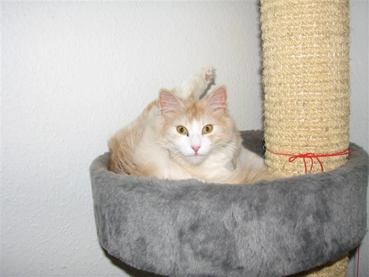 Norsk Skovkat RavneRocks Elinor - Nyt:  hov hov du kan da ikke bare forstyrre mig når jeg vasker mig mor :-) billede 5