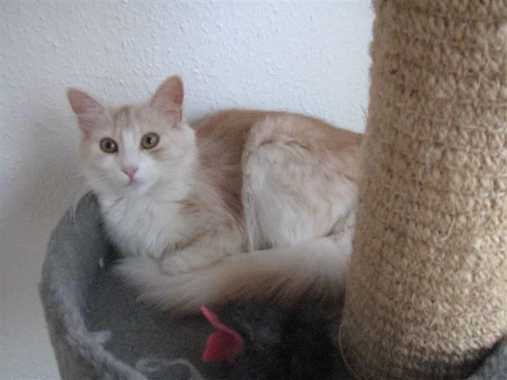 Norsk Skovkat RavneRocks Elinor - Nyt: billede 6