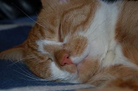 Huskat oliver - nårr hvor er du fin...<3 billede 1