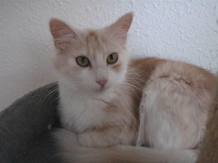 Norsk Skovkat RavneRocks Elinor - Nyt: billede 7