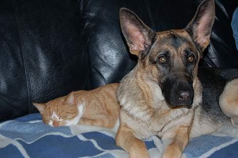 Huskat oliver - uha da er i blevet så gode venner... :D billede 2