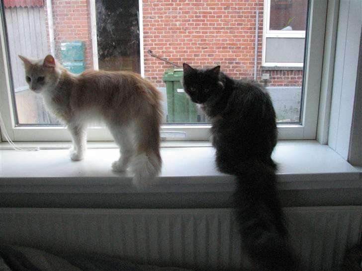 Norsk Skovkat RavneRocks Elinor - Nyt: billede 8