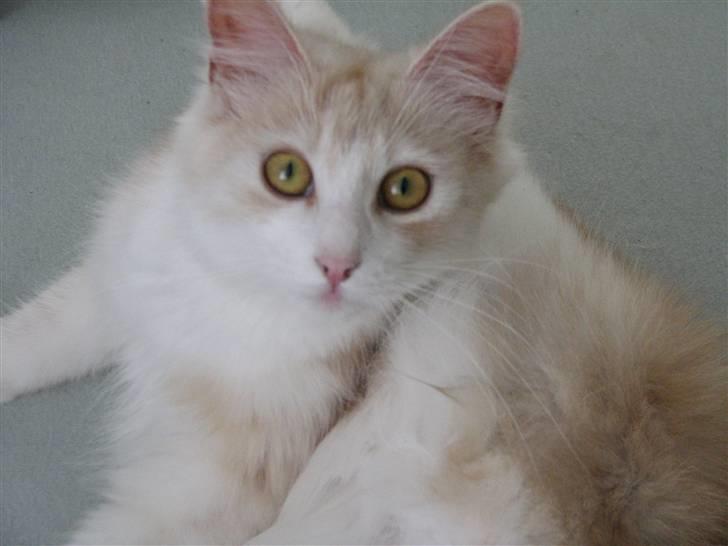 Norsk Skovkat RavneRocks Elinor - Nyt: billede 9