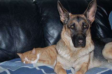 Huskat oliver - ja i er så hihi... :) billede 3