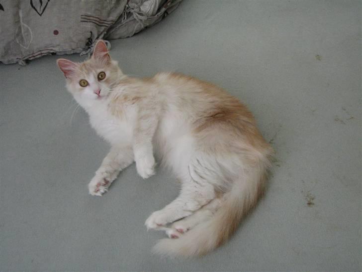 Norsk Skovkat RavneRocks Elinor - Nyt: billede 10