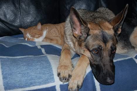 Huskat oliver - nårr vil hun ikke ligge hos dig mere....! billede 4