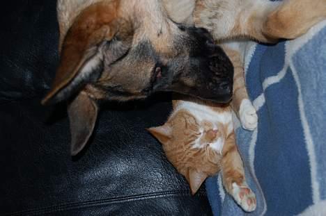 Huskat oliver - jo jo hun tjekker da at jeg stadig ligger har... :b billede 5