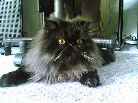 Perser Charlie billede 1