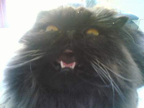 Perser Charlie billede 2