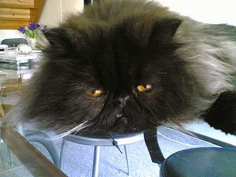 Perser Charlie billede 3