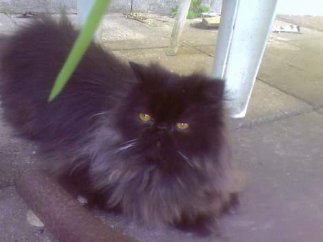 Perser Charlie billede 4