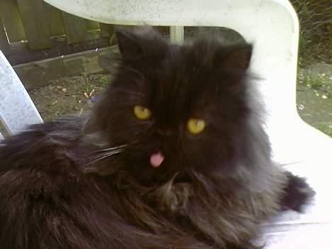 Perser Charlie billede 5