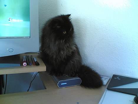 Perser Charlie billede 6