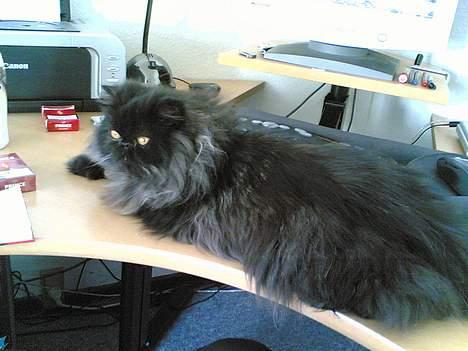 Perser Charlie billede 7