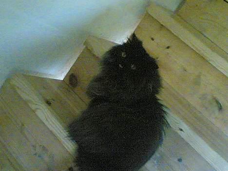 Perser Charlie billede 8