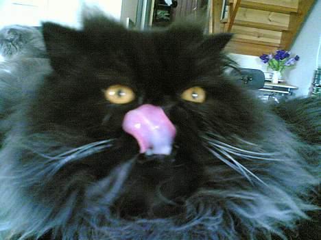 Perser Charlie billede 9