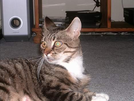 Huskat Musse<3 - HEEJ<3 billede 2