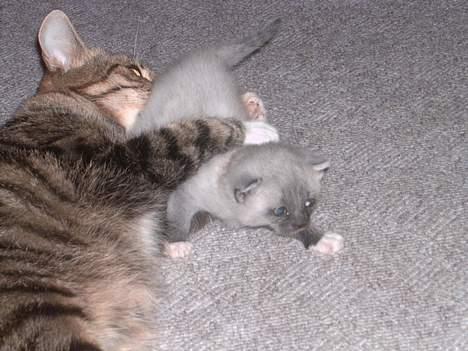 Huskat Musse<3 - Se min lille killing er han ikk sød??!<3<33 billede 3