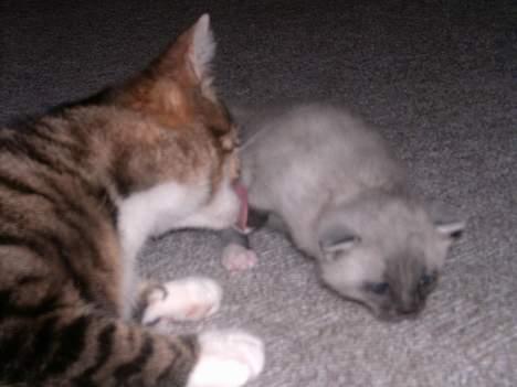 Huskat Musse<3 - Du skal da vaskes<333 billede 4