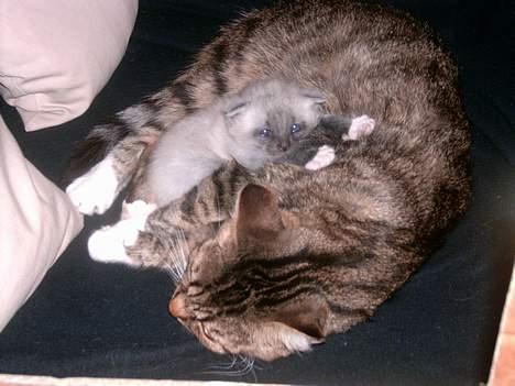 Huskat Musse<3 - ZzzZZZZzzz vi prøver ligsom på at sove her ikk?<3 billede 5