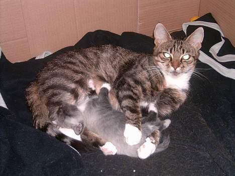 Huskat Musse<3 - Heej igen<33 billede 6