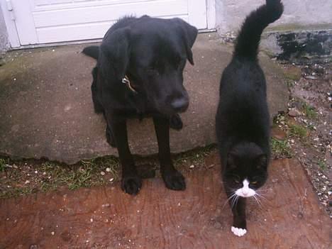 Blanding af racer Sort Mis - 6) Såå Søødt !  billede 6