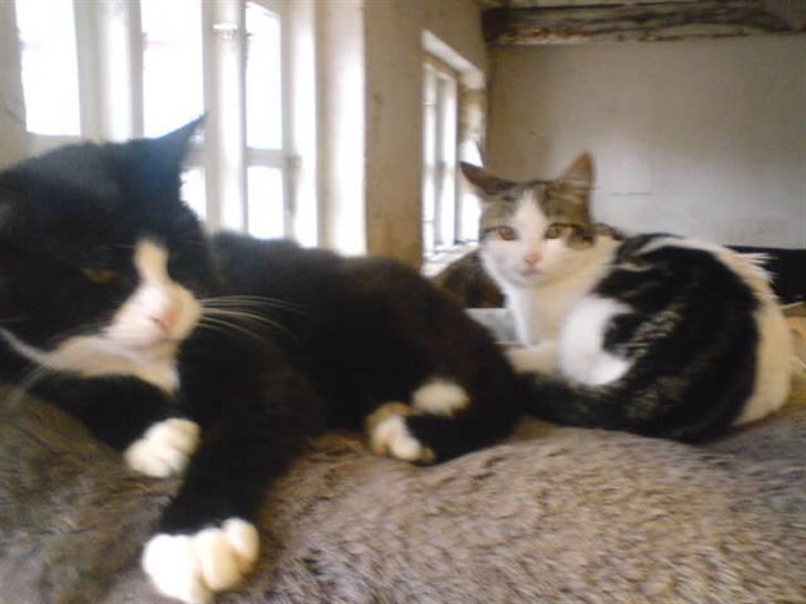 Blanding af racer Sort Mis - 7) Nyt ! Misser & Venus ..  billede 7