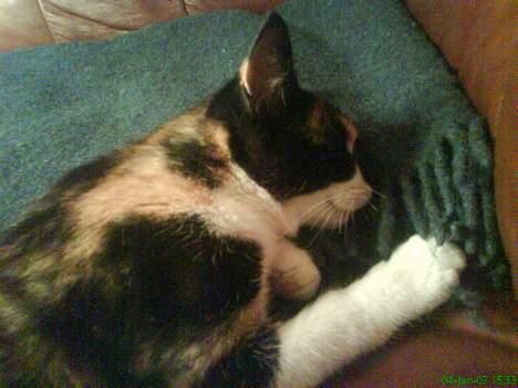 Blanding af racer cirkeline - jeg elsker og ligge og sutte på tæppet billede 1