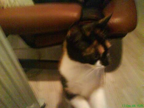 Blanding af racer cirkeline - leger med mor billede 2